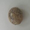 Oval Acrylic Beige with Pass-through Hole 20x23mm